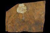 Fossil Flowering Plant Reproductive Structure - North Dakota #95377-1